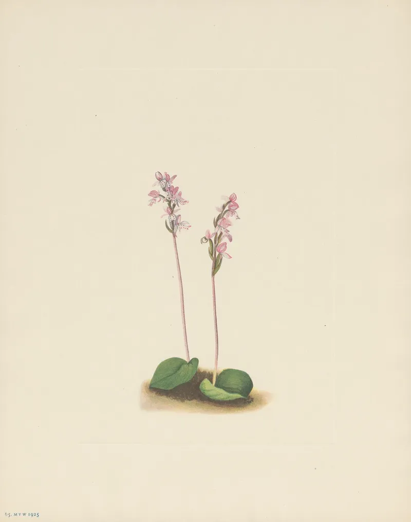 Roundleaf Orchis Orchis Rotundifolia 3