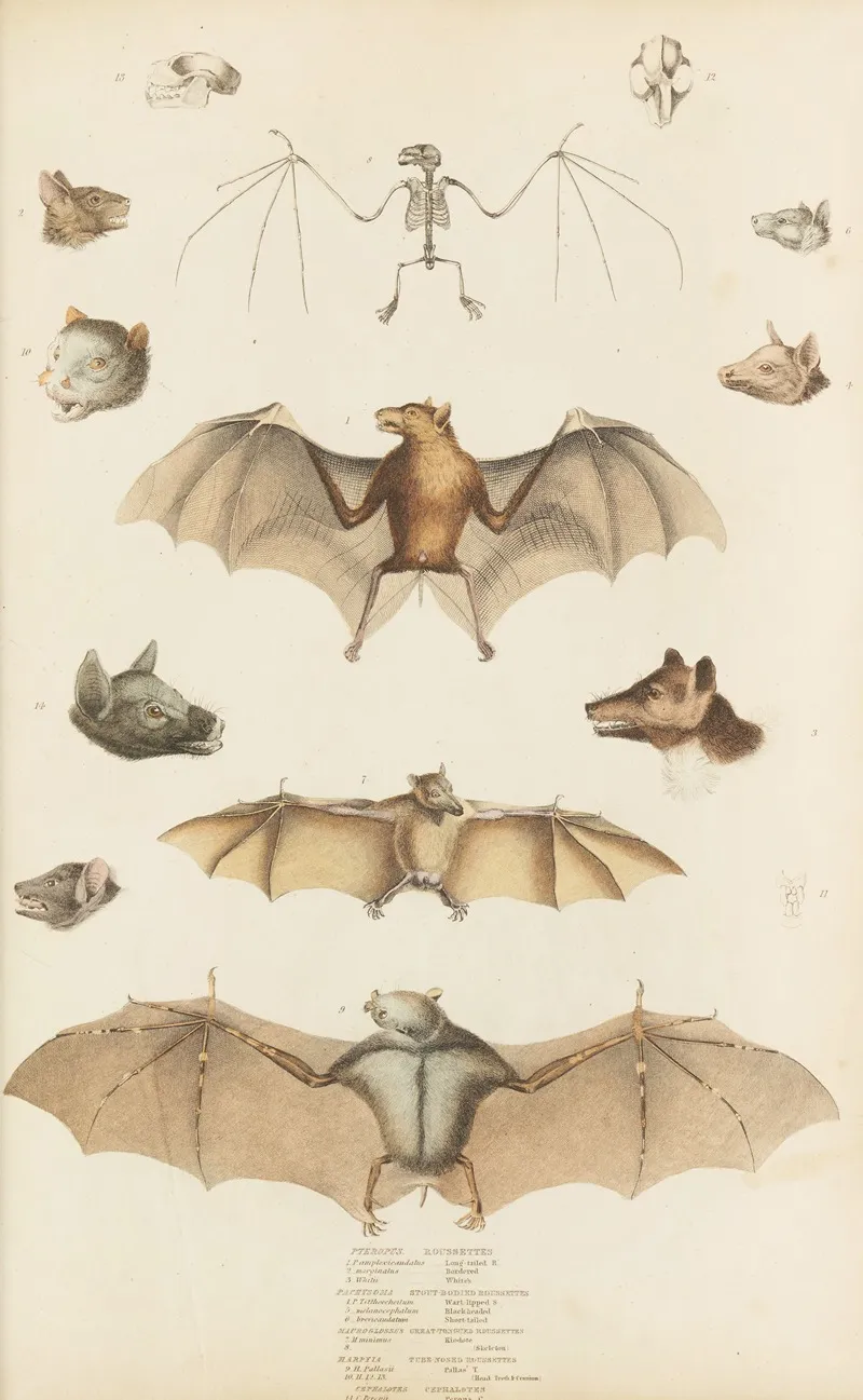 Roussettes 2 by William MacGillivray - Canvas Print