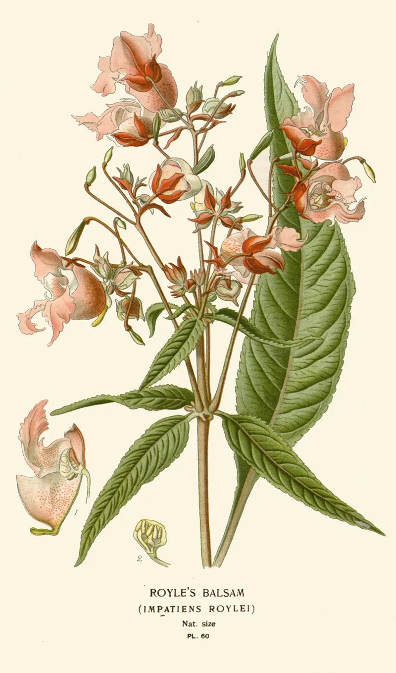 Royles Balsam by Edward Step - Canvas Print