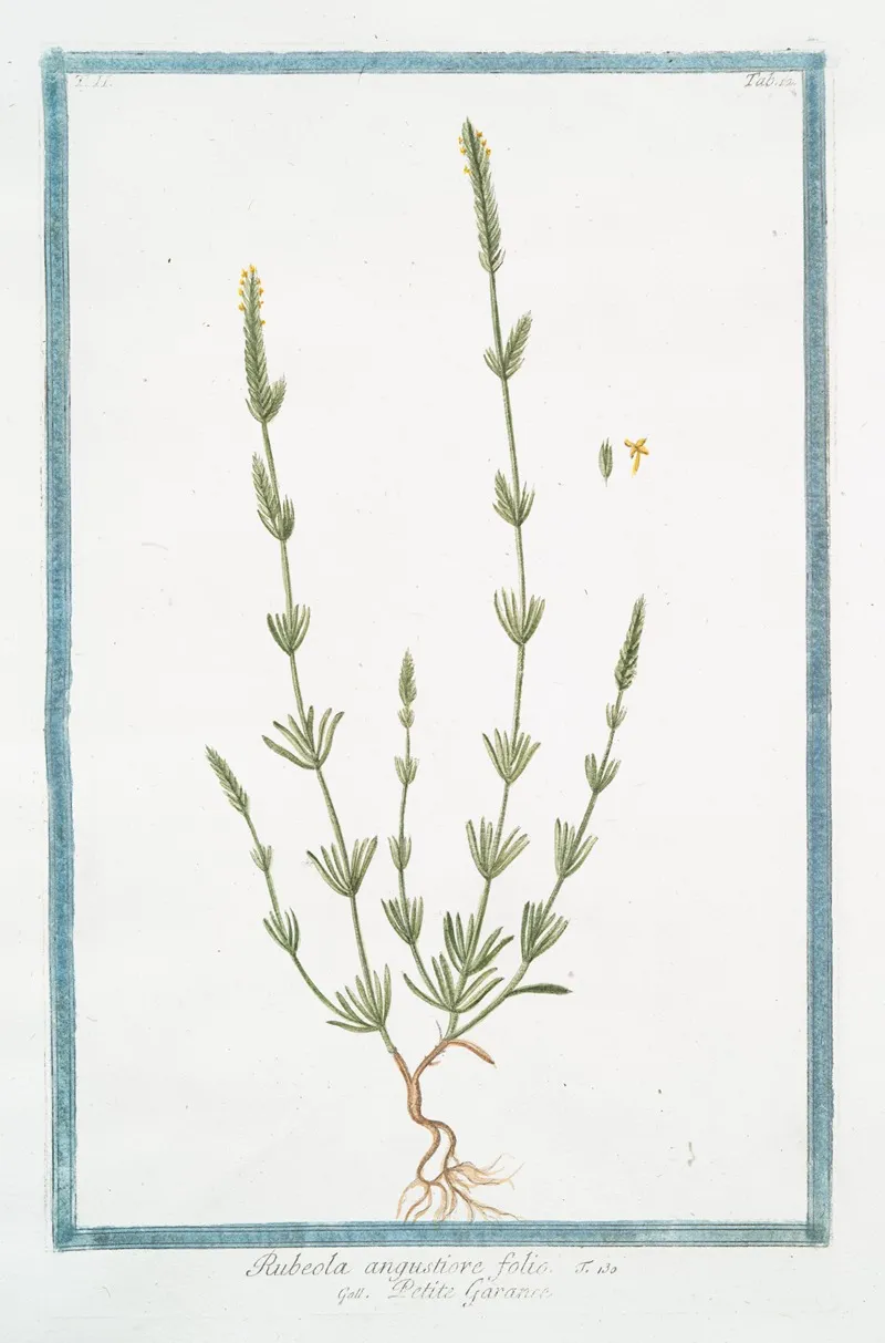 Rubeola Angustiore Folio Petite Garance