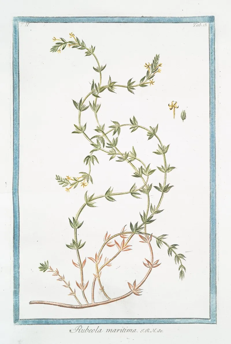Rubeola Maritima