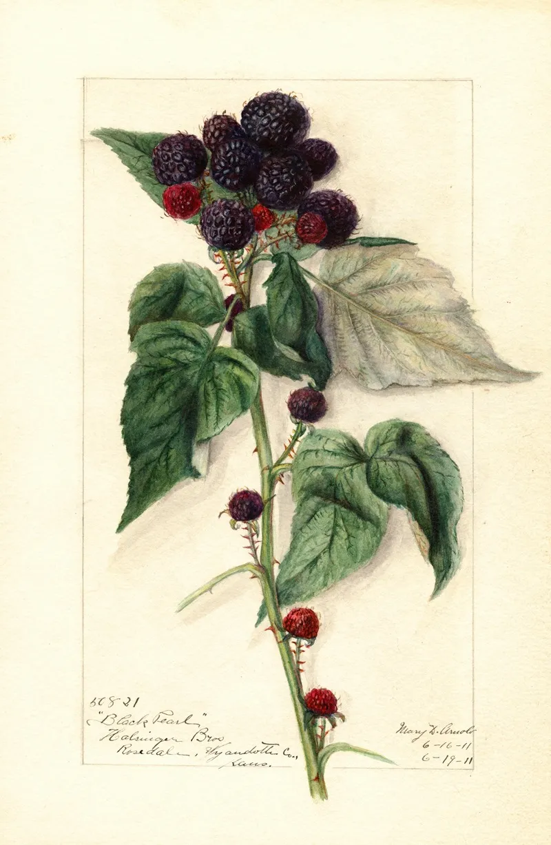Rubus Black Pearl