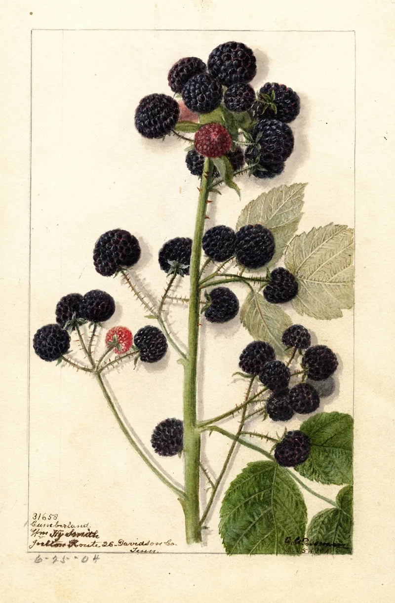 Rubus Cumberland
