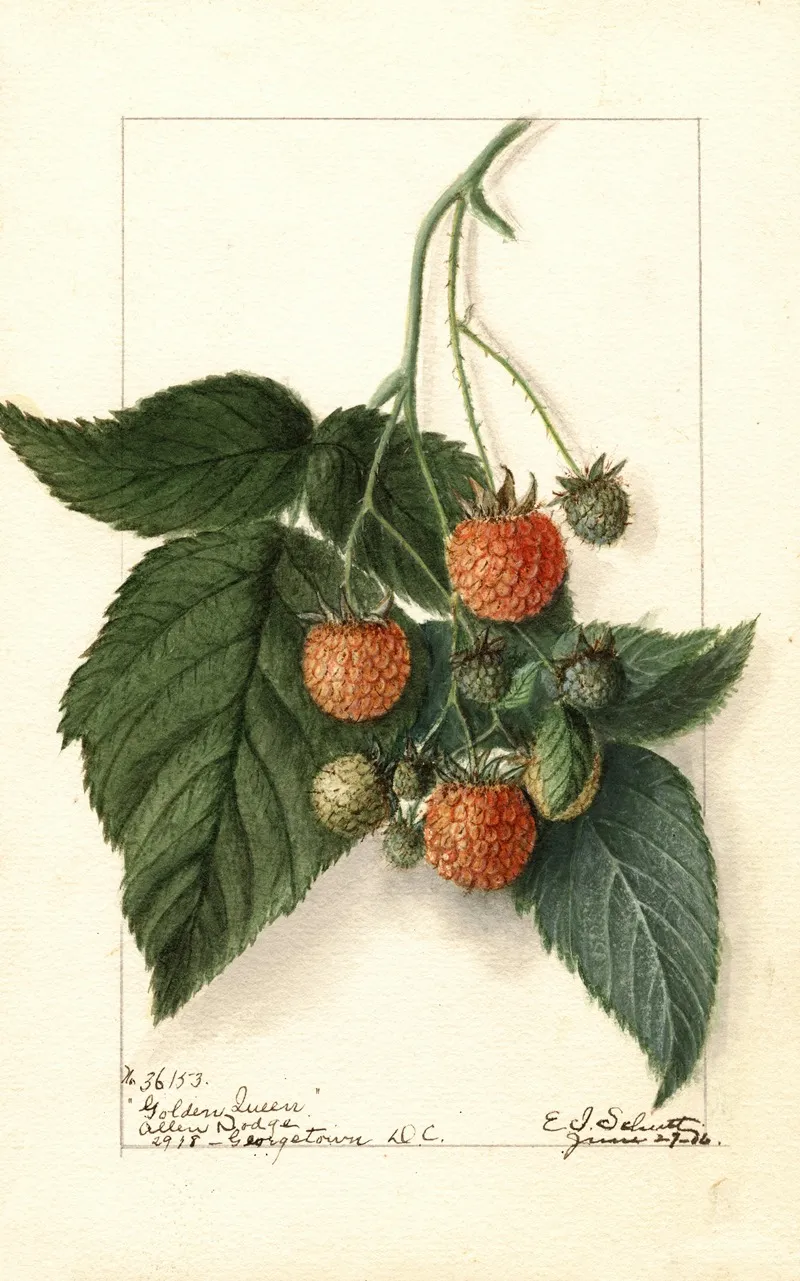Rubus Golden Queen