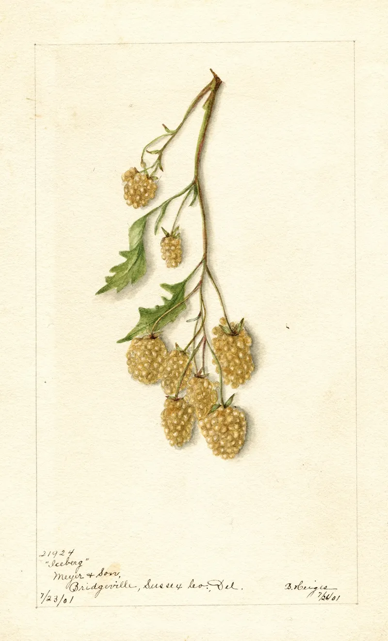 Rubus Iceberg by Bertha Heiges - Canvas Print