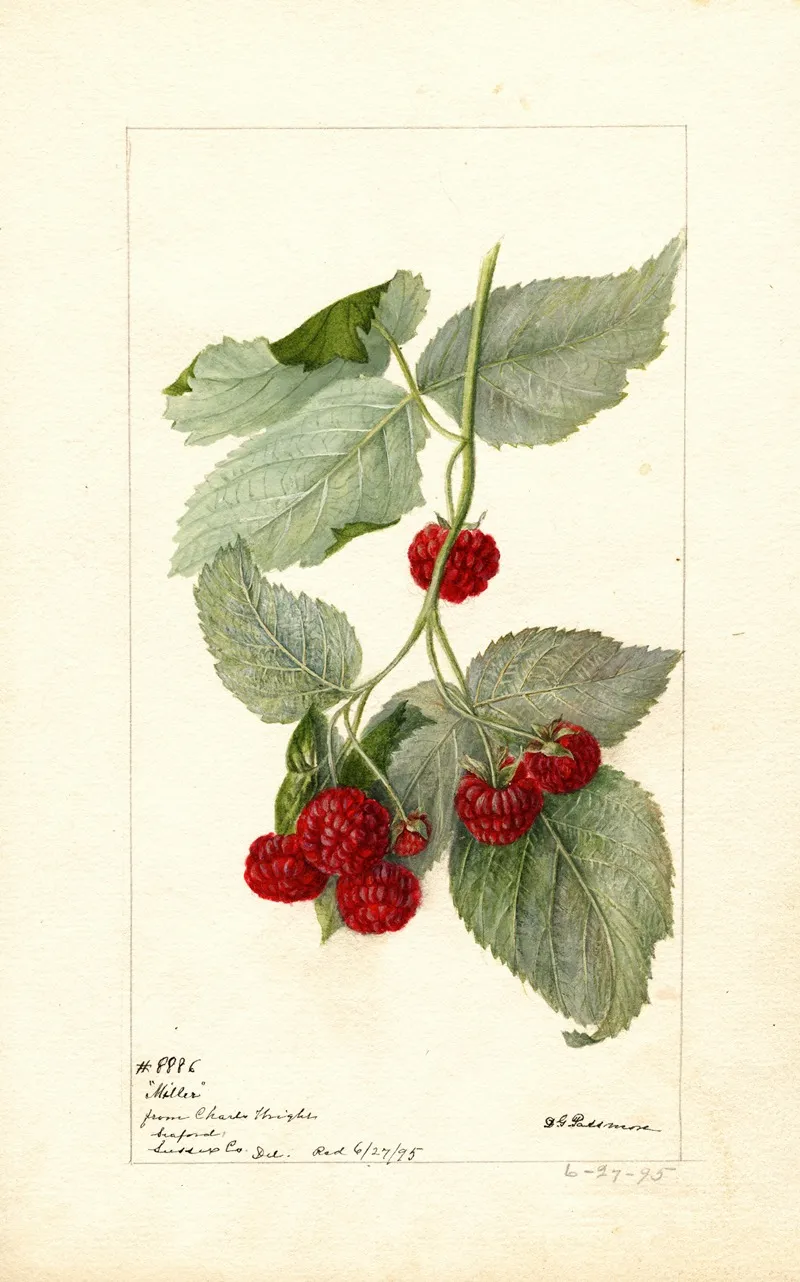 Rubus Miller