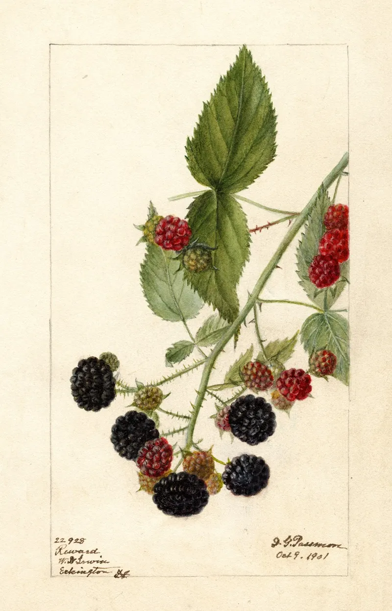 Rubus Reward by Deborah Griscom Passmore - Canvas Print