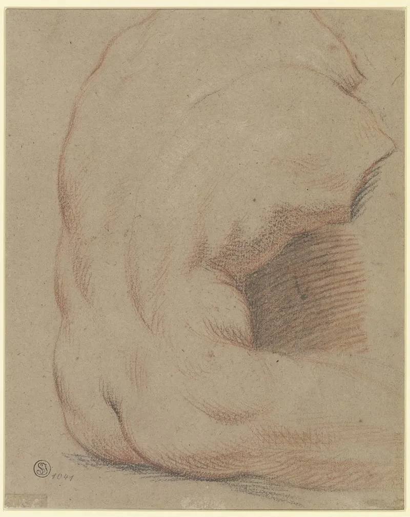 Ruckenansicht Eines Mannlichen Torso Torso Vom Belvedere