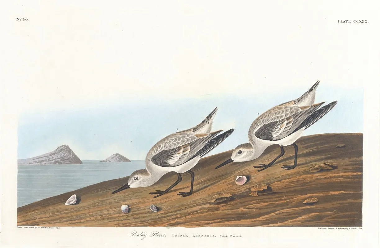 Ruddy Plover by John James Audubon - Canvas Print