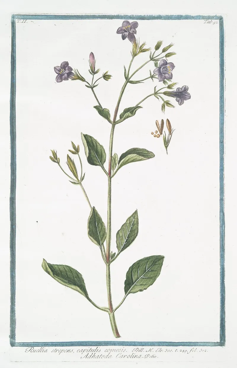 Ruellia Strepens Capitulis Comosis Adhatoda Carolina Wild Petunia 2