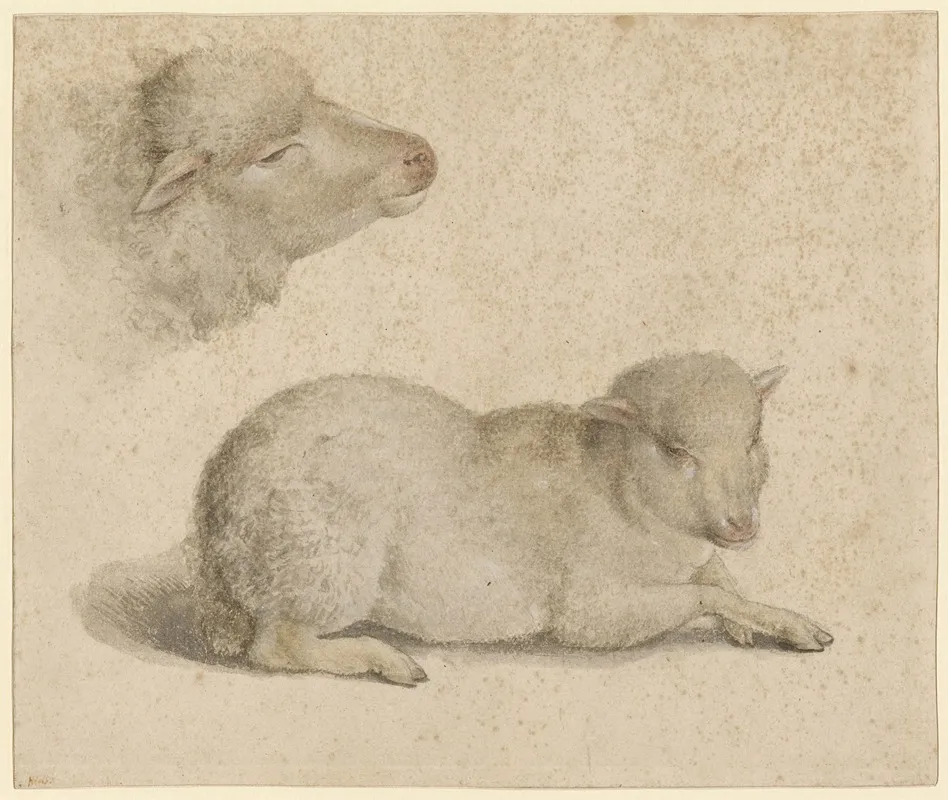 Ruhendes Lamm Und Kopf Eines Lammes