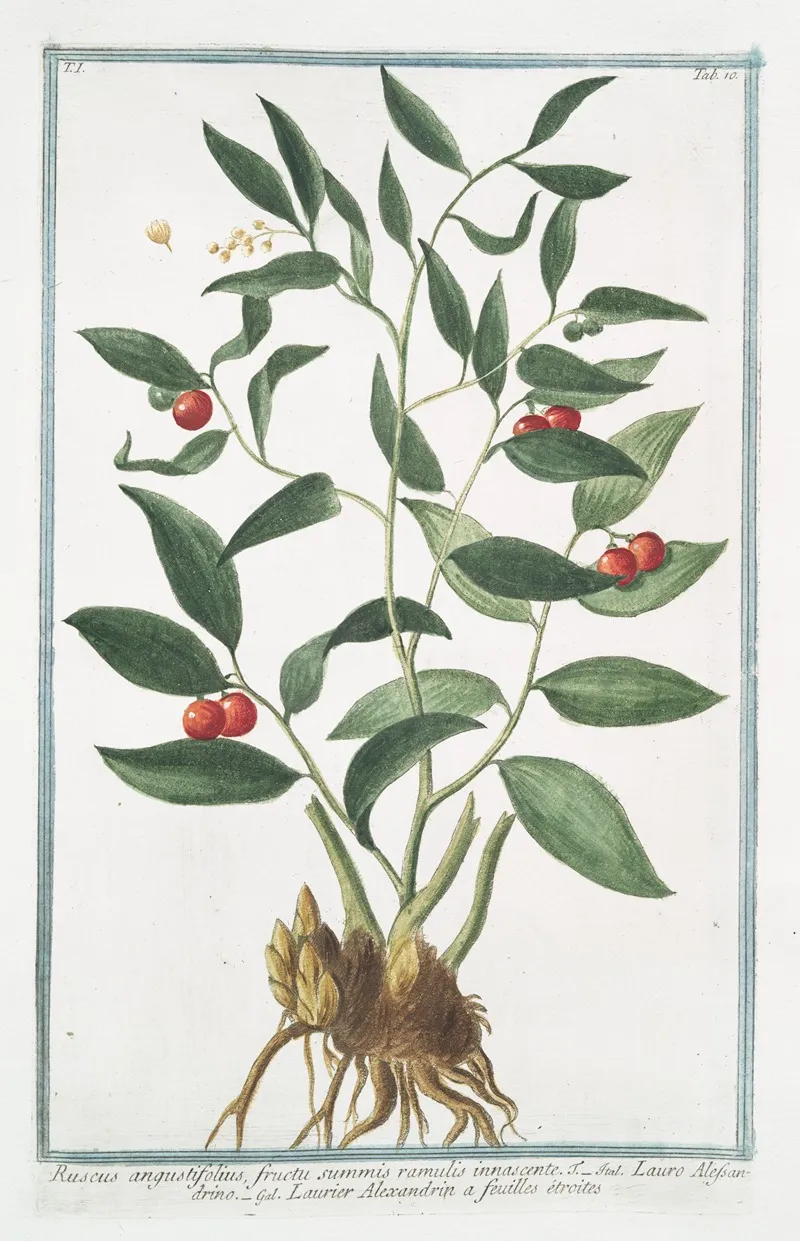 Ruscus Angustifolius Fructu Summis Ramulis Innascente Lauro Alessandrino Laurier Alexandrin A Feuilles Etroites