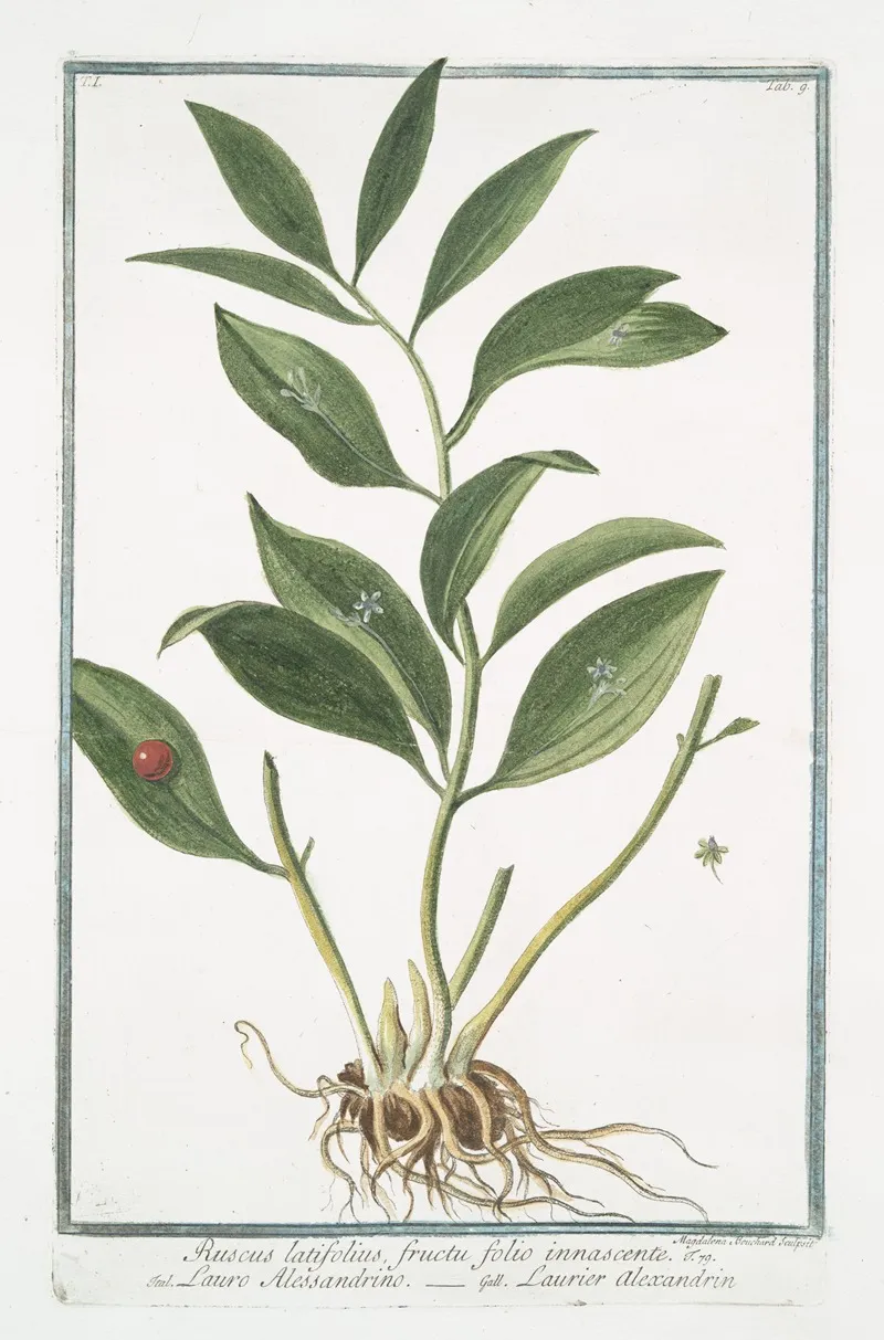 Ruscus Latifolius Fructu Folio Innascente Lauro Alessandrino Laurier Alexandrin