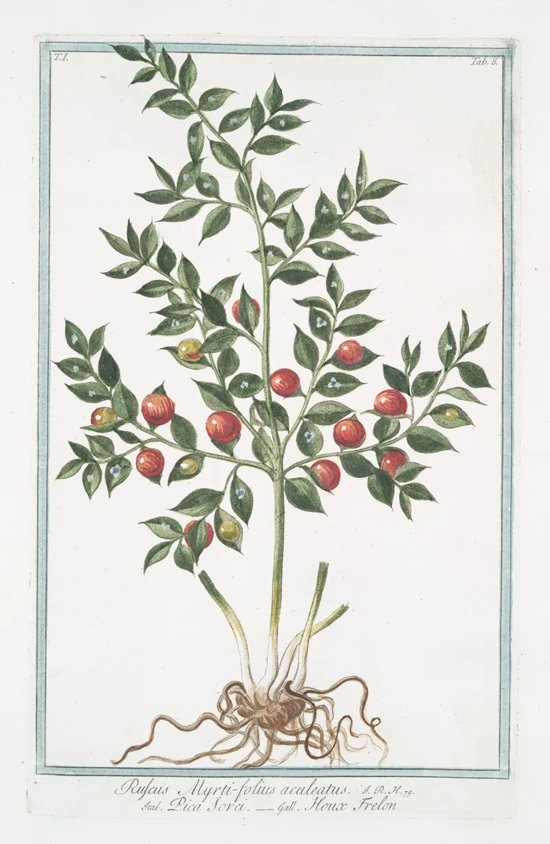 Ruscus Myrti Folius Aculeatus Pica Sorci Houx Frelon Butchers Broom