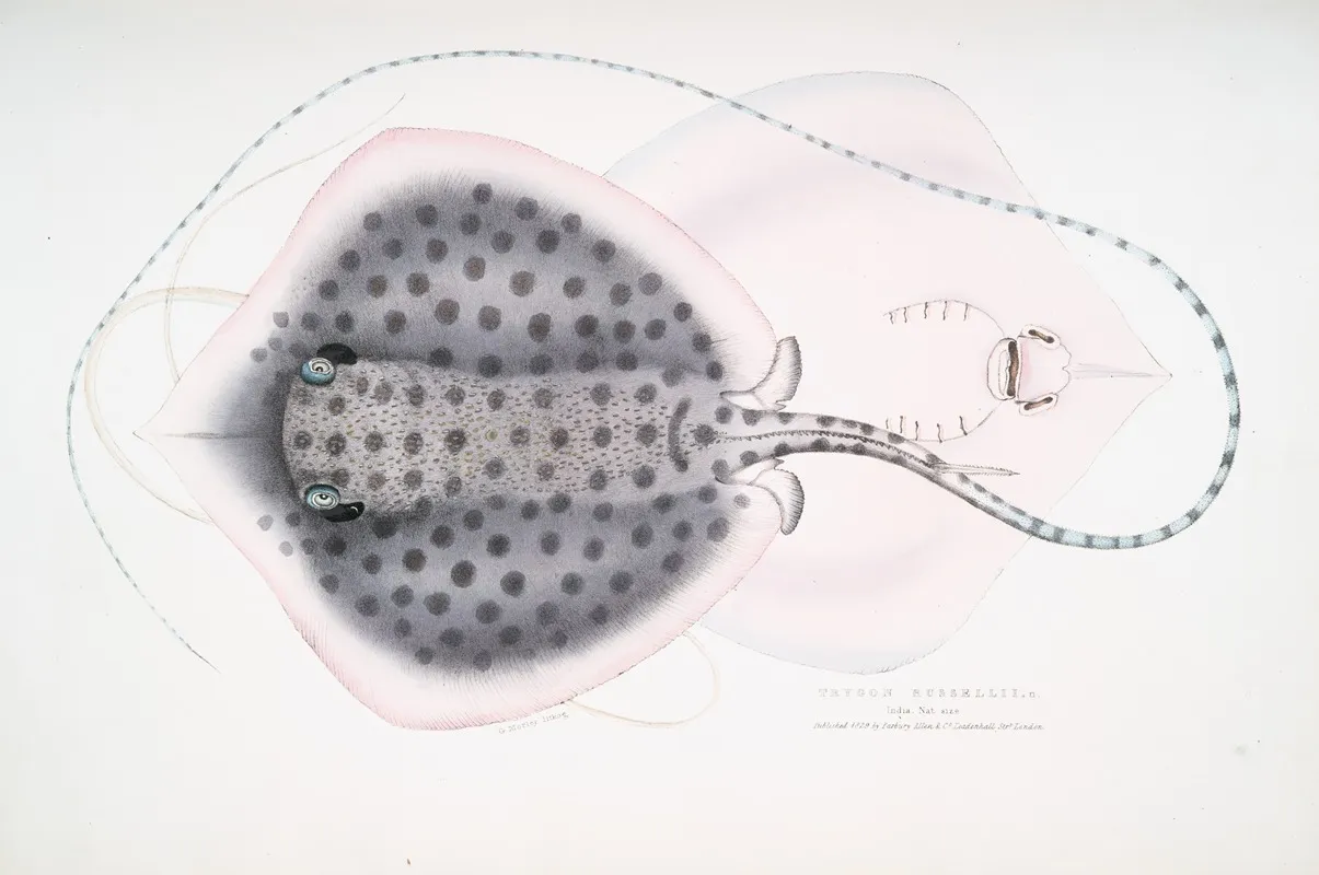 Russells Sting Ray Trygon Russellii