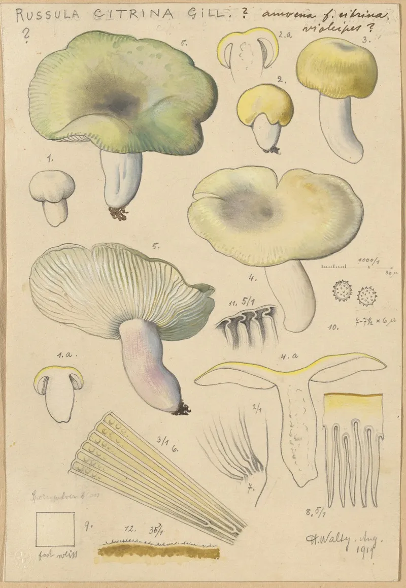 Russula Citrina Gill by Hans Walty - Canvas Print