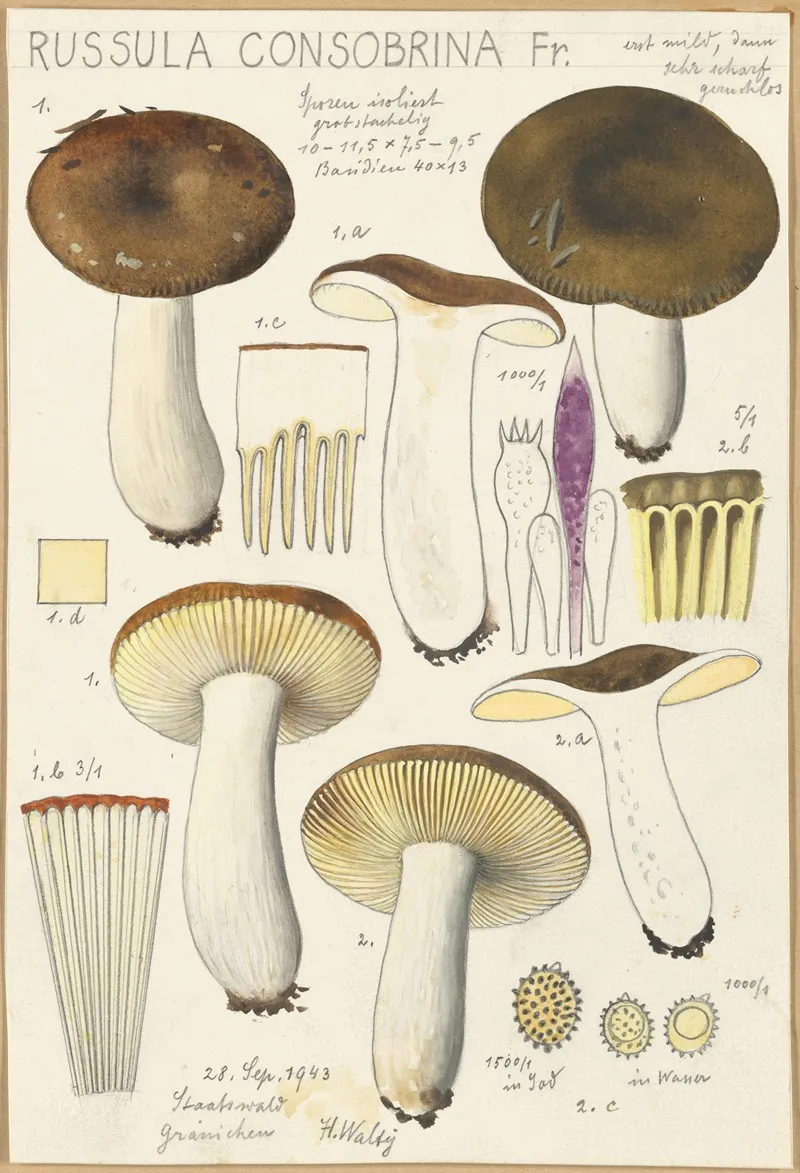 Russula Consobrina by Hans Walty - Canvas Print