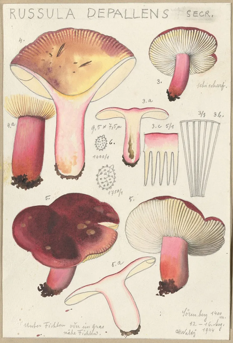 Russula Depallens by Hans Walty - Canvas Print