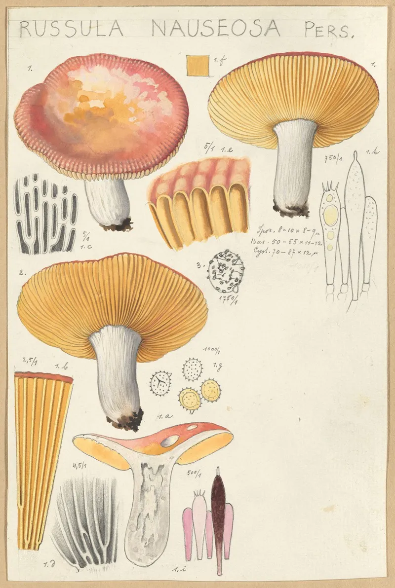 Russula Nauseosa by Hans Walty - Canvas Print