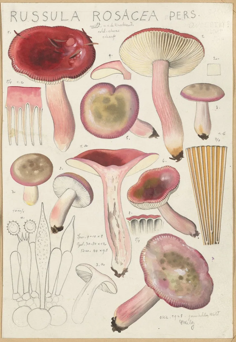 Russula Rosacea