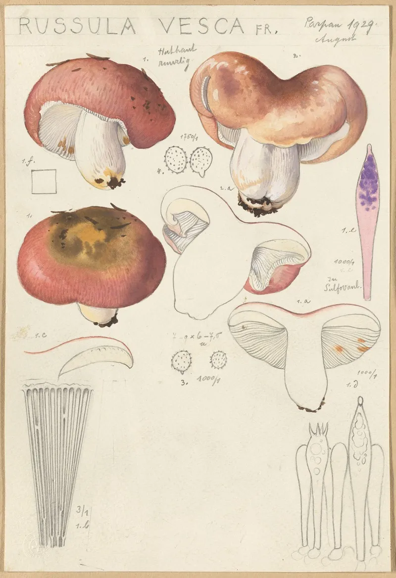 Russula Vesca by Hans Walty - Canvas Print