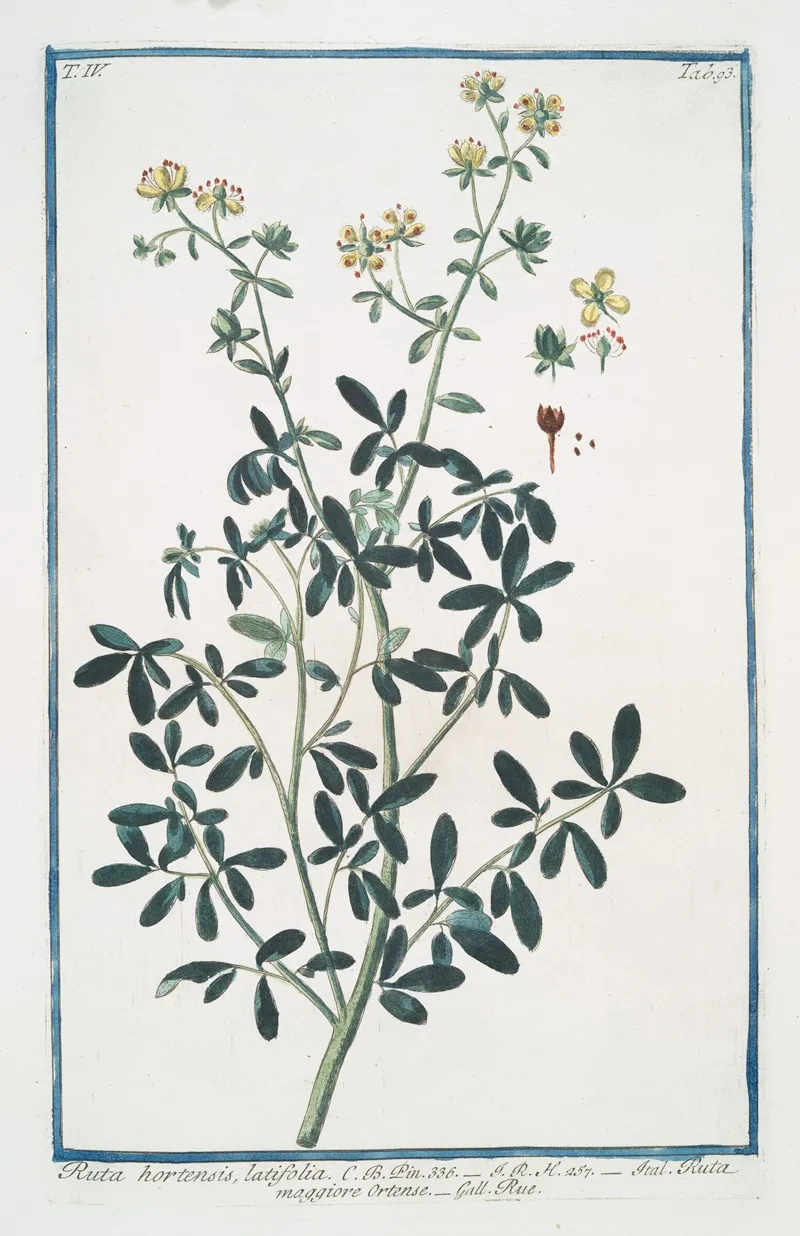 Ruta Hortensis Latifolia Ruta Maggiore Ortense Rue