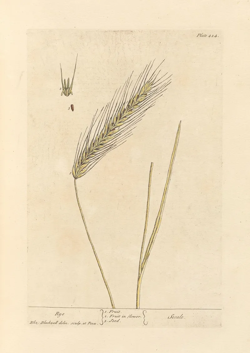 Rye 3
