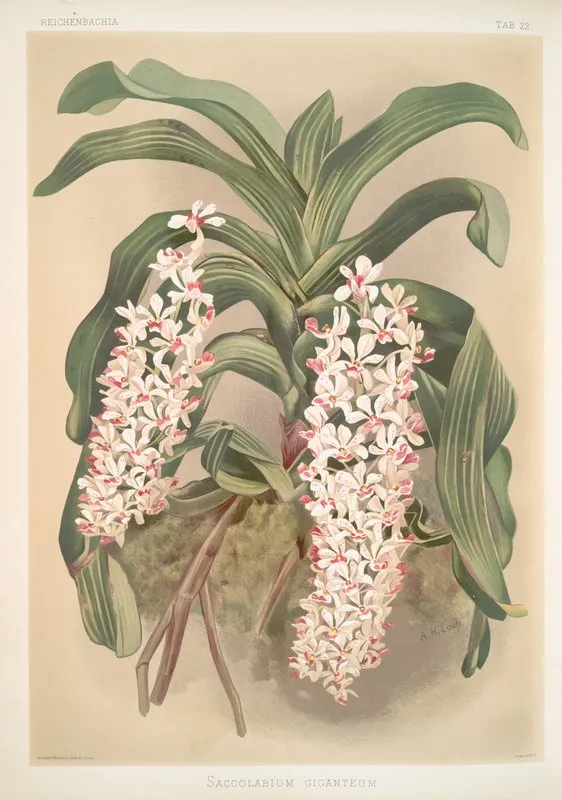 Saccolabium Giganteum by Frederick Sander - Canvas Print