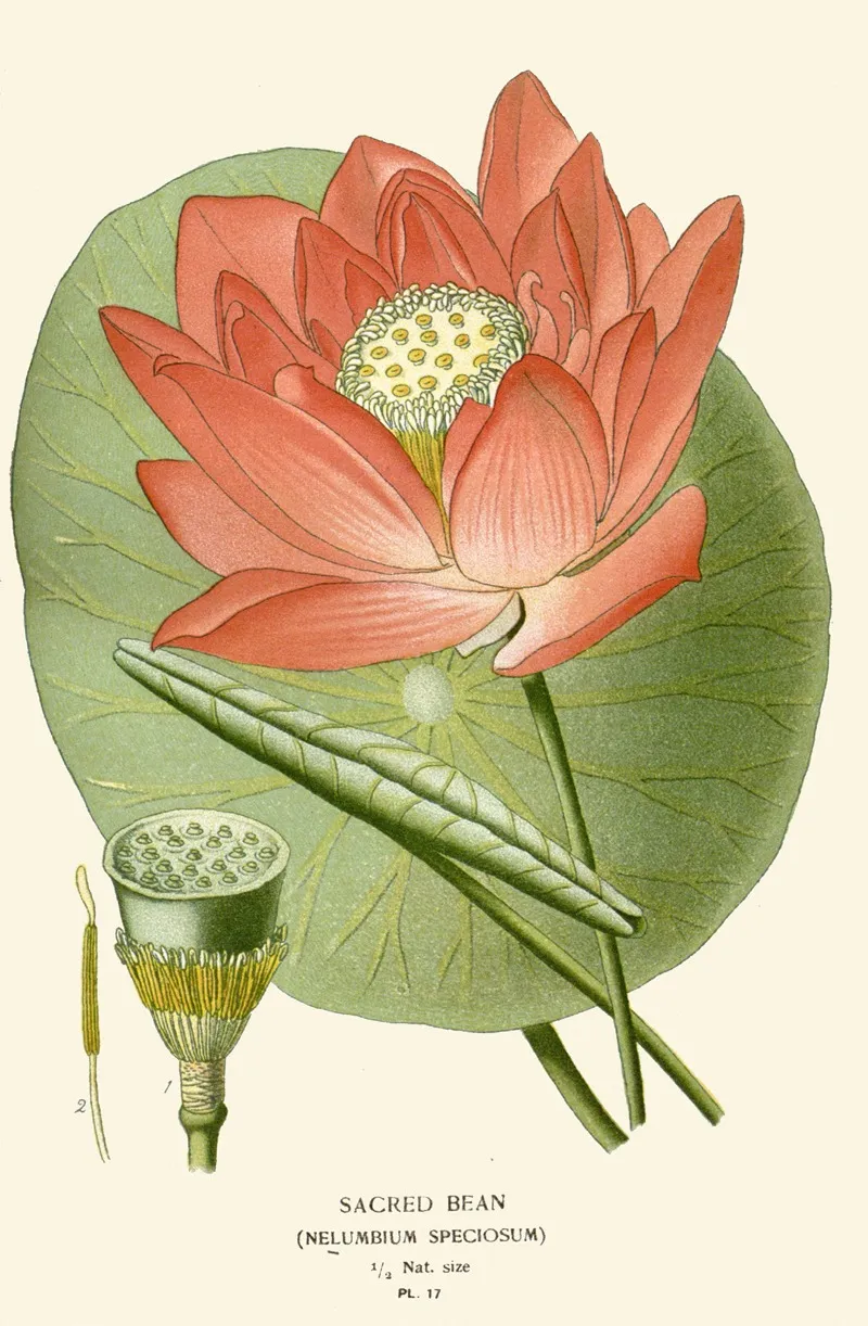 Sacred Bean by Edward Step - Canvas Print