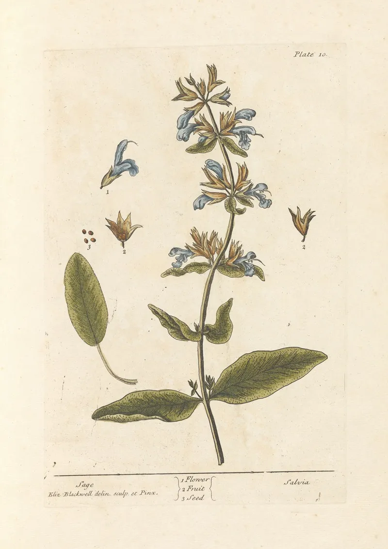 Sage 2