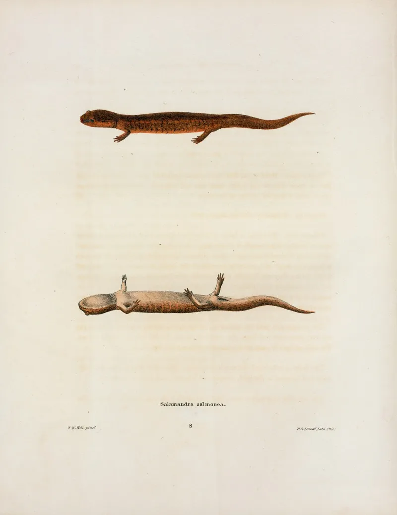 Salamandra Salmonea 2