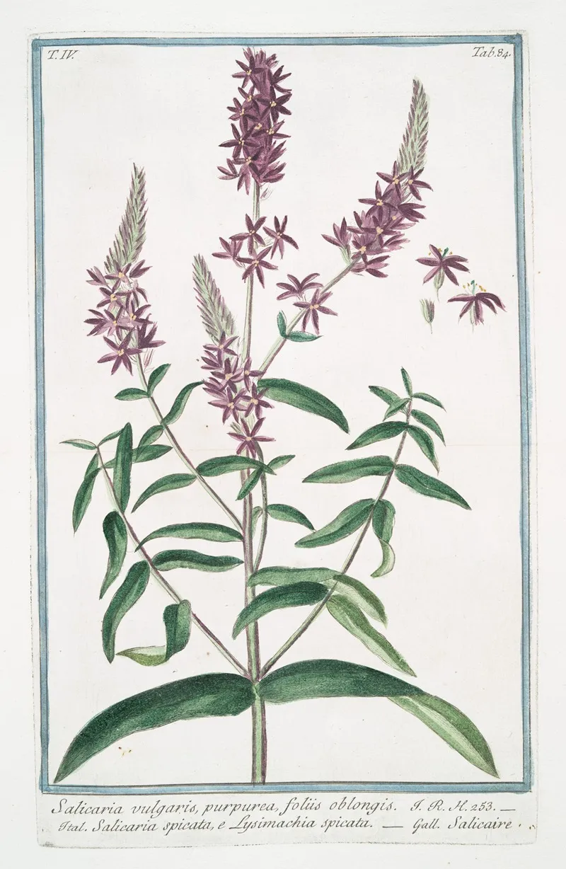 Salicaria Vulfgaris Purpurea Foliis Oblongis Salicaria Spicata E Lysimachia Spicata Salicaire Purple Loosetrife