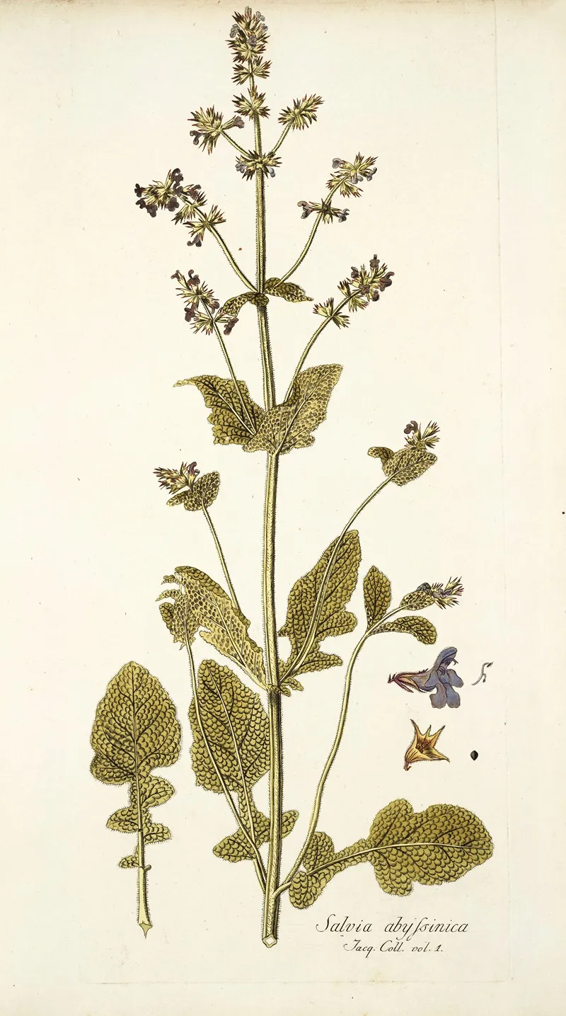 Salvia Abyssinica