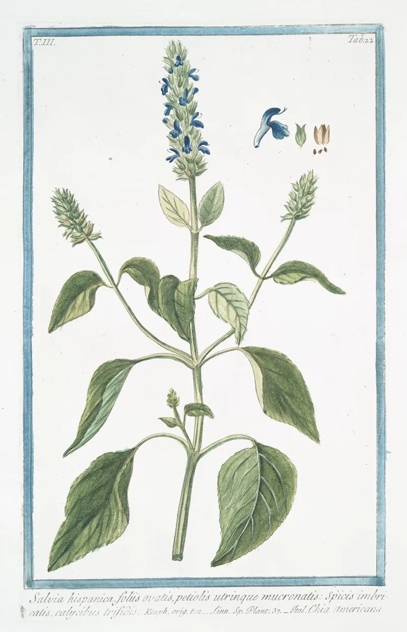 Salvia Hispanica Foliis Ovatis Petiolis Utrinque Mucronatis Species Imbricatis Calycibus Trisidis Chia Americana Chia Sage