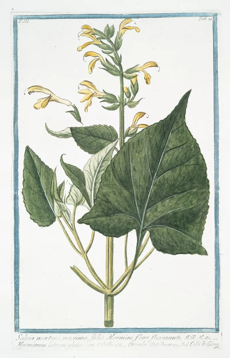 Salvia Montana Maxima Foliis Hormini Flore Flavescente Horminum Luteum Flutinosum Orvala Collo Di Giove Sage From Montana