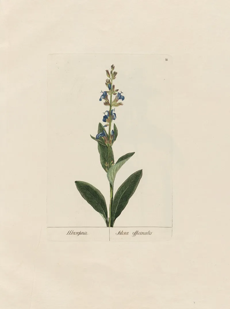 Salvia Officinalis
