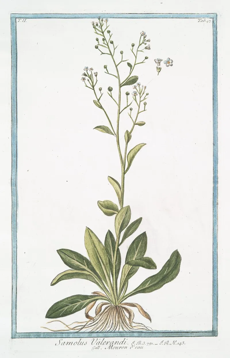 Samolus Valerandi Mouron Deau Brookweed