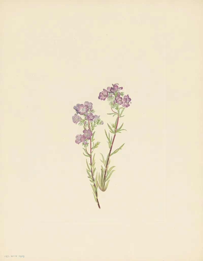 Sand Phacelia Phacelia Linearis 3