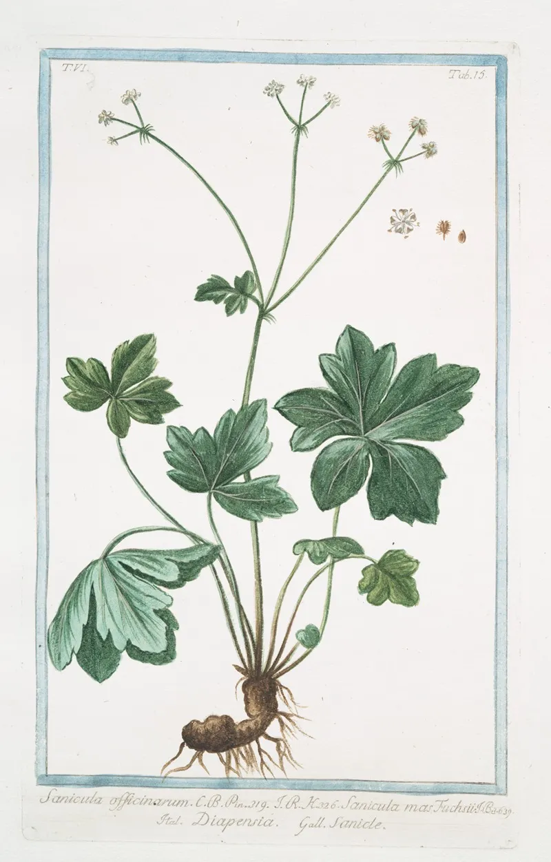 Sanicula Officinarum Sanicula Mas Fuchsii Diapensia Sanide Black Snakeroot