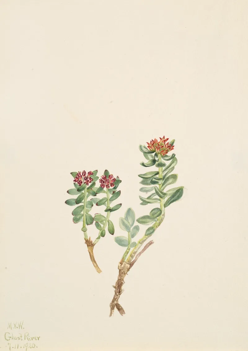 Sanifoiga Adscendeus