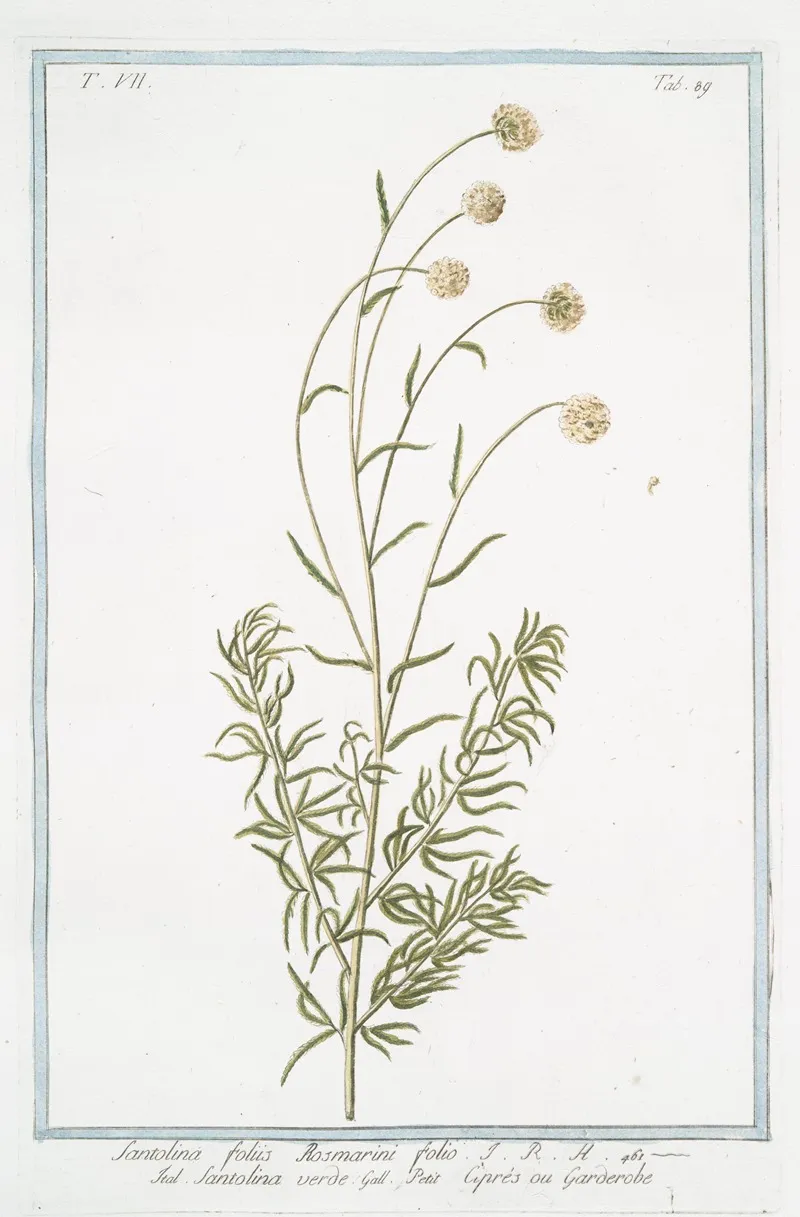 Santolina Foliis Rosmarini Folio Santolina Verde Petit Cipres Ou Garderibe Holy Flax Rosemary Leaved Lavender Cotton