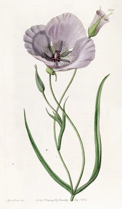Satiny Calochortus