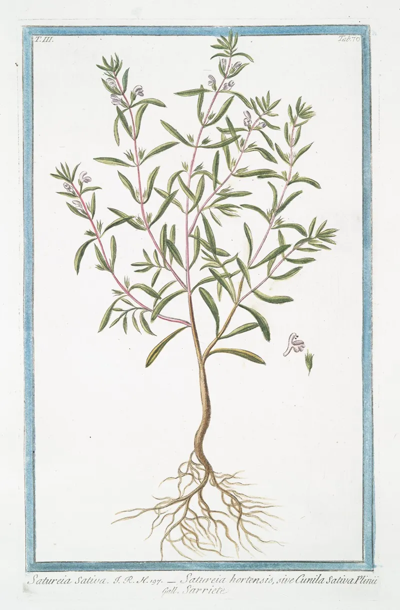 Satureia Sativa Satureia Hortensis Sive Cunila Sativa Plinii Sarriete Summer Savory