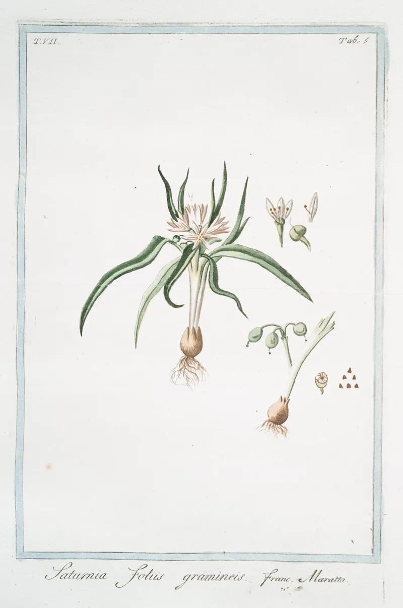 Saturnia Foliis Gramineis Maratta Soft Lavender