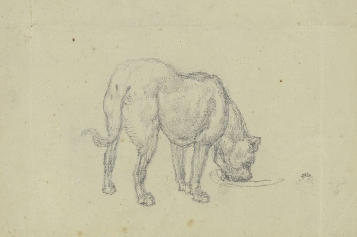 Saufender Hund Von Hinten Gesehen 2