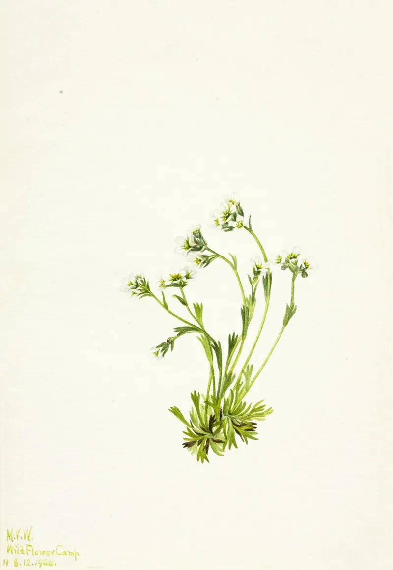 Saxifrage Saxifraga Caespitosa