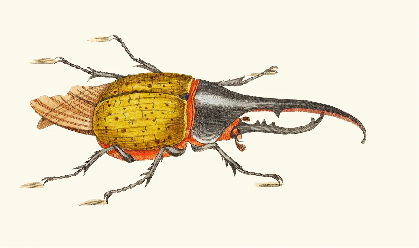 Scarabeus Hercules