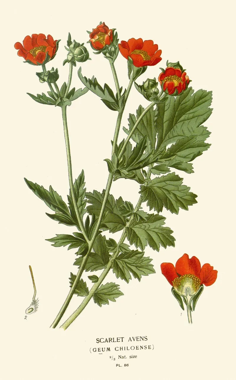 Scarlet Avens by Edward Step - Canvas Print