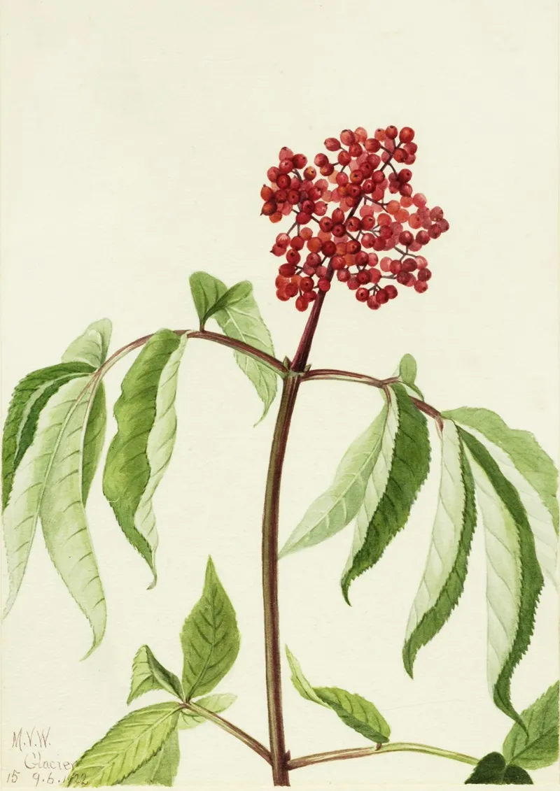 Scarlet Elder Sambucus Pubens 2