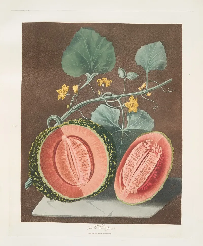 Scarlet Flesh Rock Melon